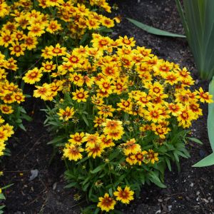 Coreopsis (Tickseed)